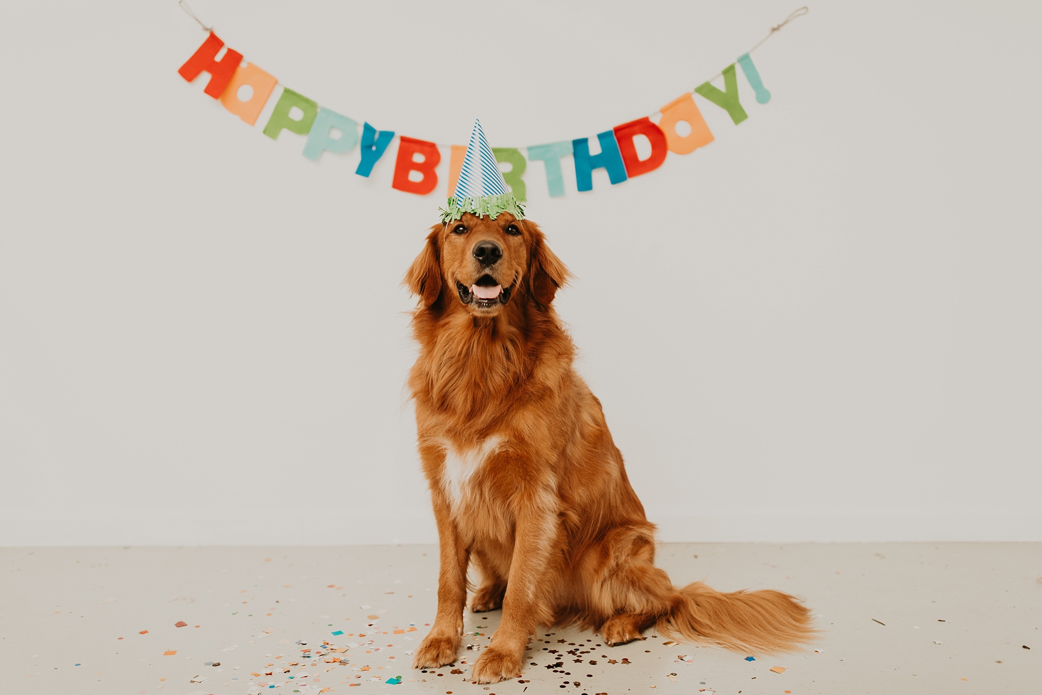 1 год собаки. Фон с днем рождения собаке. Birthday Dog. Dog Party. Happy Birthday with Dog.